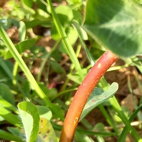 Euphorbia helioscopia 樹皮