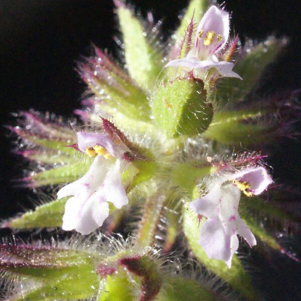 Stachys arvensis Flor