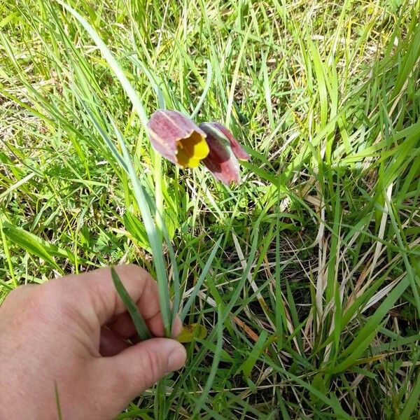 Fritillaria pyrenaica Květ