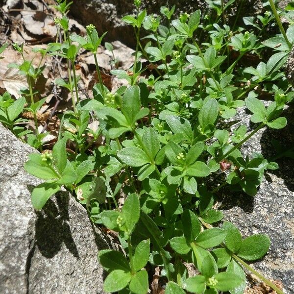 Galium rotundifolium 葉