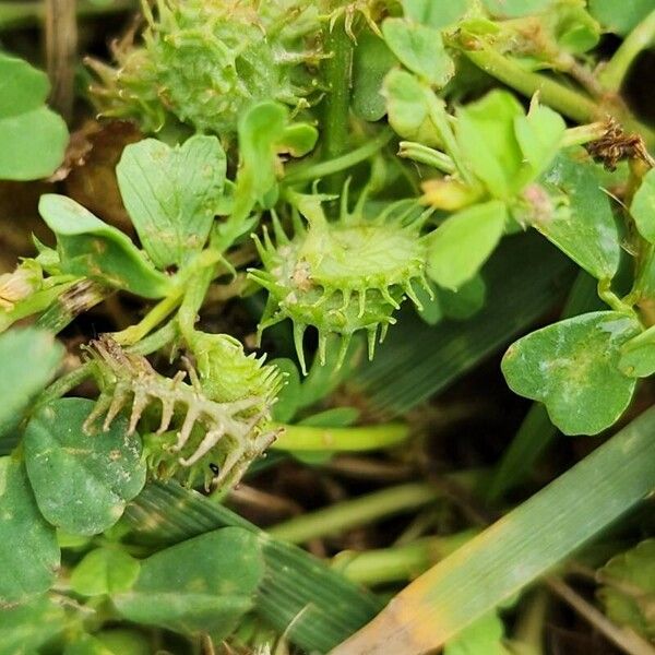 Medicago praecox Fruit