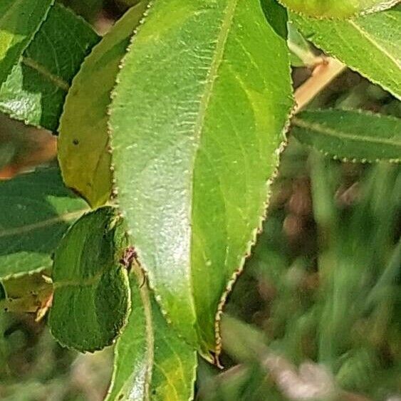 Salix pentandra Leaf