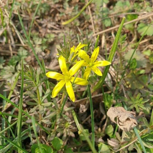 Gagea villosa ফুল