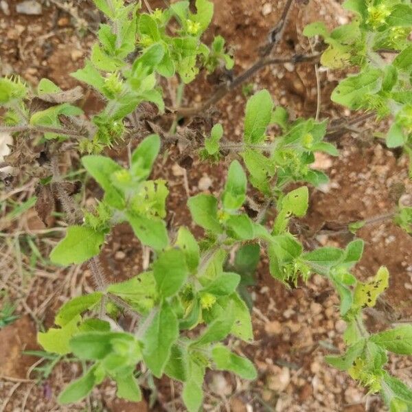 Acanthospermum hispidum Leaf