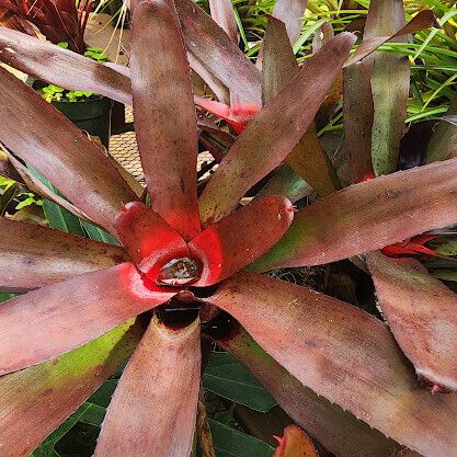 Neoregelia farinosa Fuelha