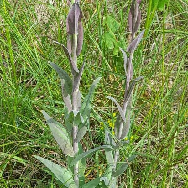 Turritis glabra 整株植物