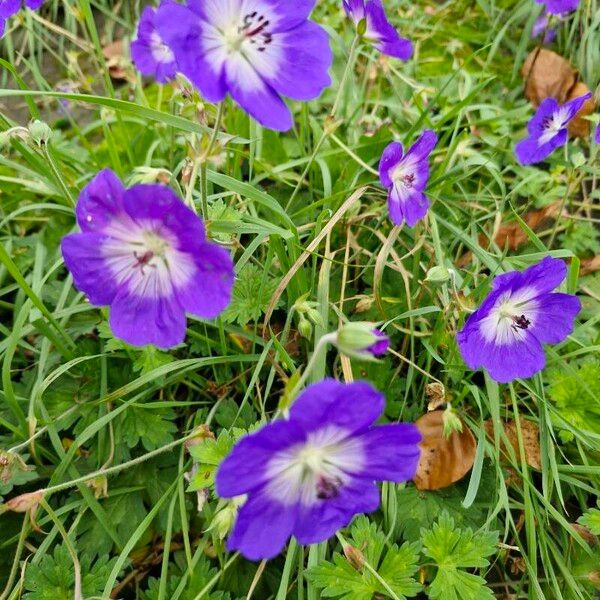 Geranium platypetalum Cvet