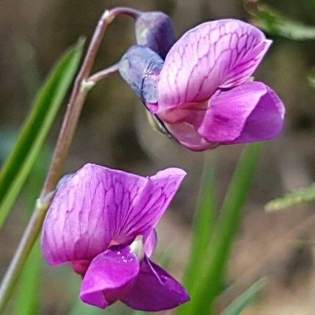 Lathyrus linifolius Blomst