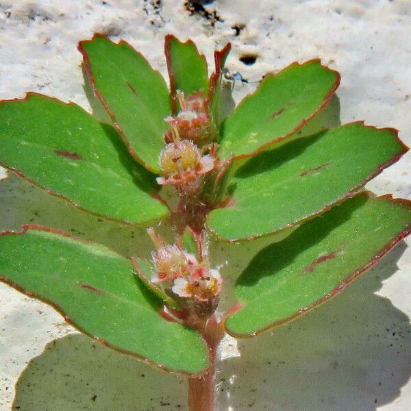 Euphorbia thymifolia 花