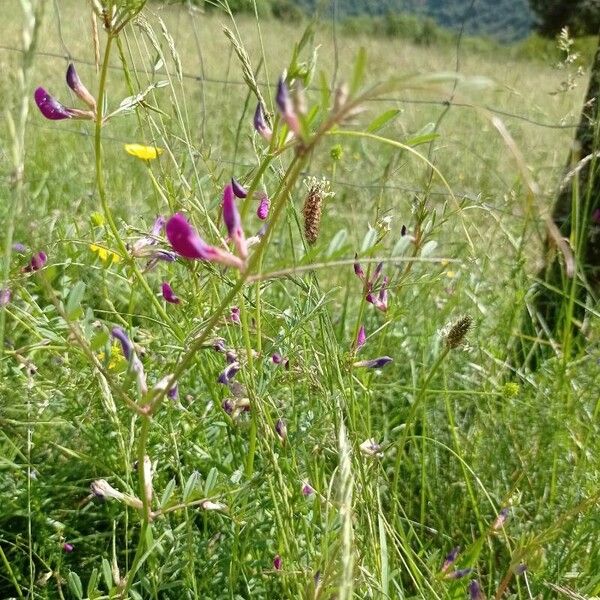 Vicia peregrina Floare