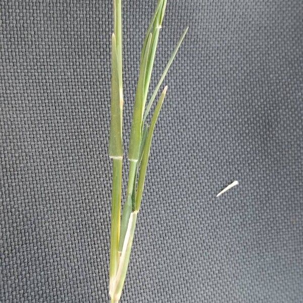 Digitaria eriantha Лист