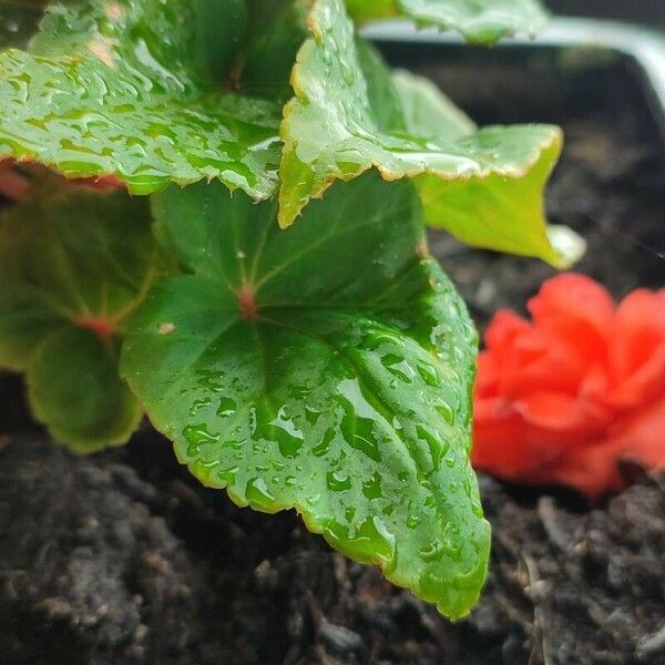 Begonia grandis ഇല