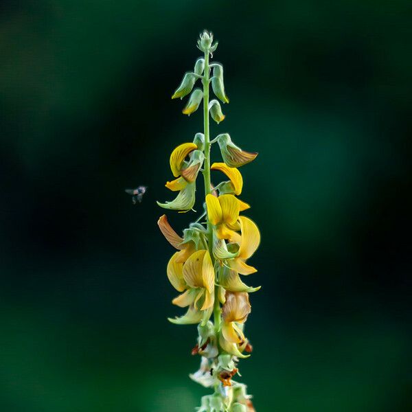 Crotalaria pallida Flower