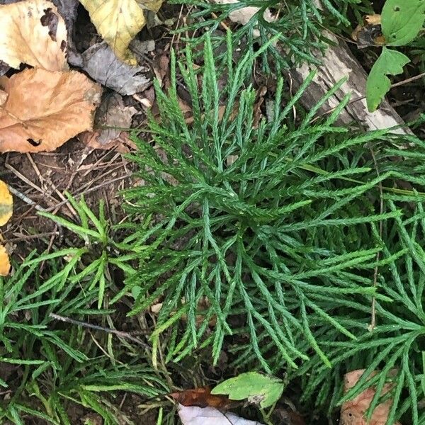 Lycopodium complanatum Yaprak