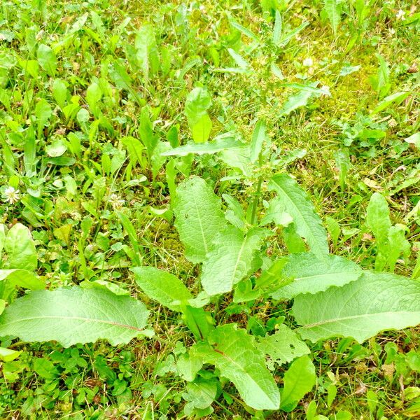 Rumex conglomeratus Fuelha