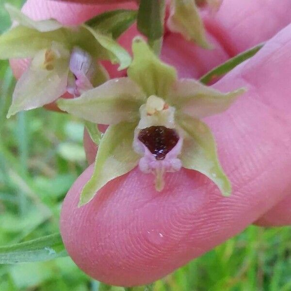 Epipactis muelleri Çiçek