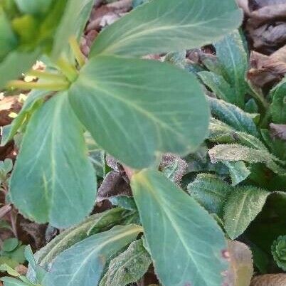 Euphorbia helioscopia 葉