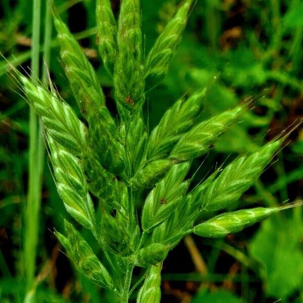 Bromus hordeaceus Blüte