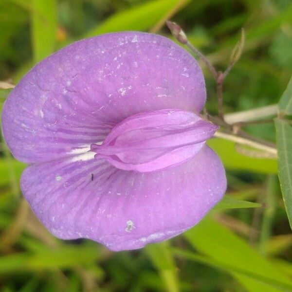 Centrosema virginianum Fiore