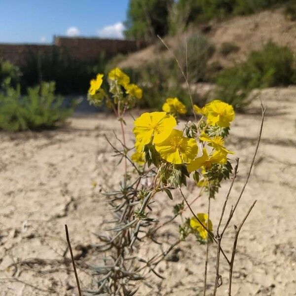 Helianthemum syriacum Flors