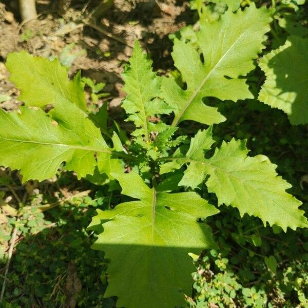 Rorippa palustris Leaf