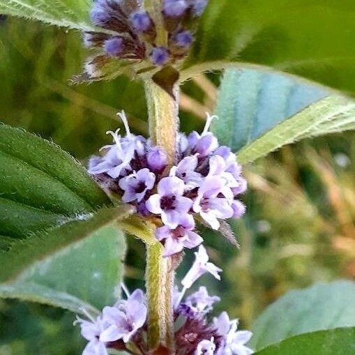 Mentha arvensis Flor