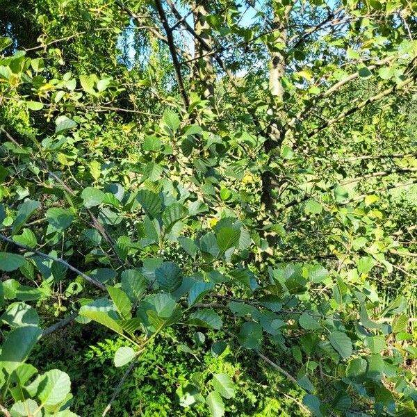 Alnus incana Habitat