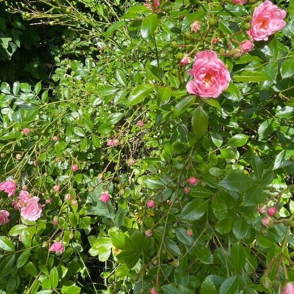 Rosa gallica 花