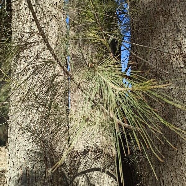 Casuarina cunninghamiana Blatt