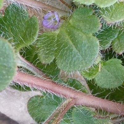 Veronica hederifolia Blüte