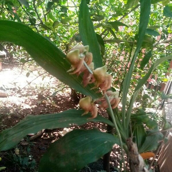 Catasetum maculatum Blad