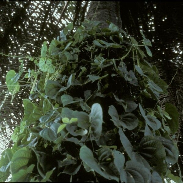 Dioscorea bulbifera Blomma