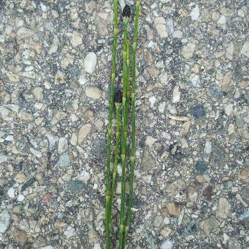 Equisetum variegatum Deilen