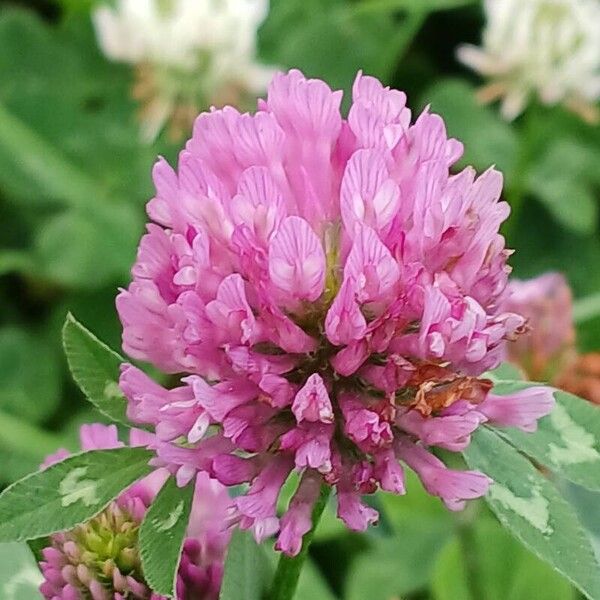 Trifolium pratense Virág