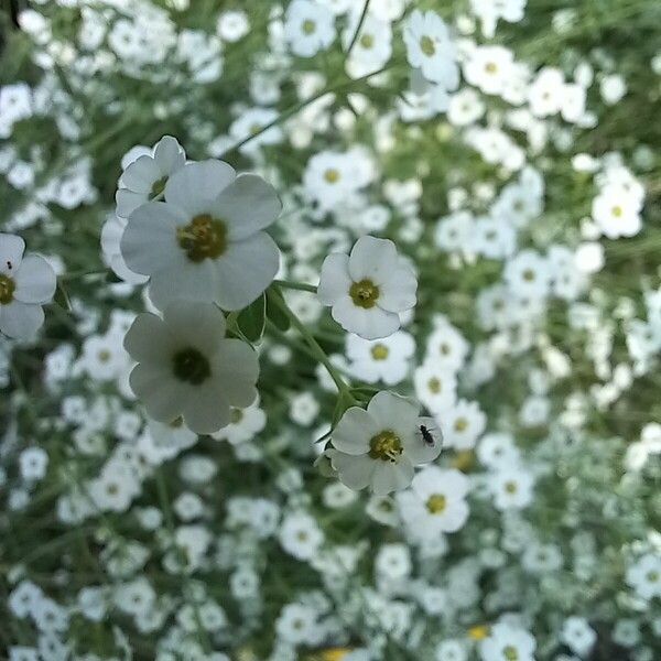 Euphorbia corollata ফুল