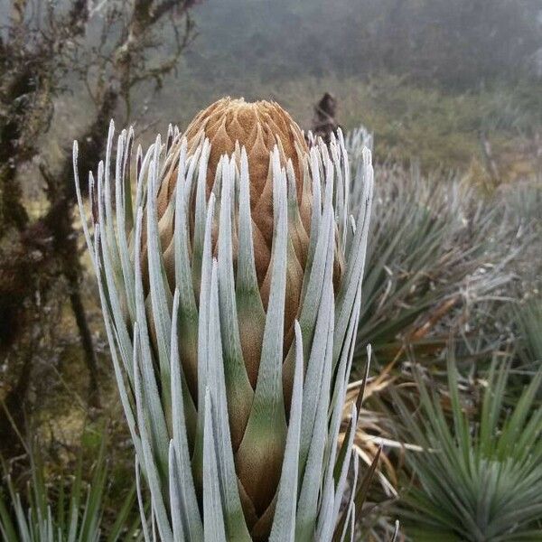 Puya dasylirioides Blomma