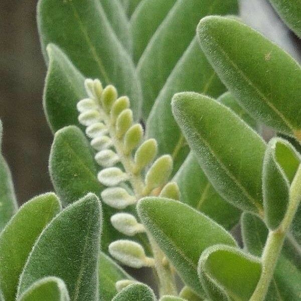 Sophora tomentosa Folha