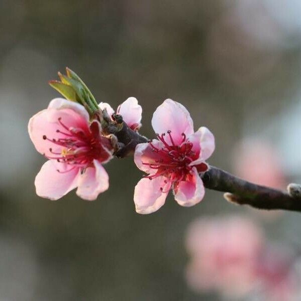 Prunus persica Flor