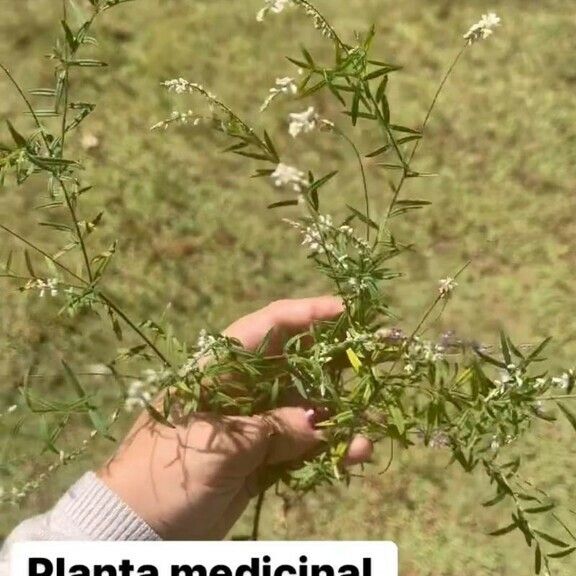 Polygala paniculata പുഷ്പം