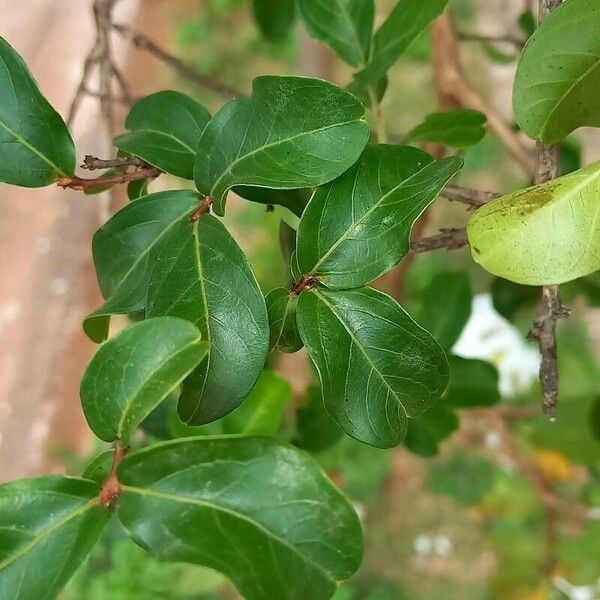 Lagerstroemia speciosa Deilen