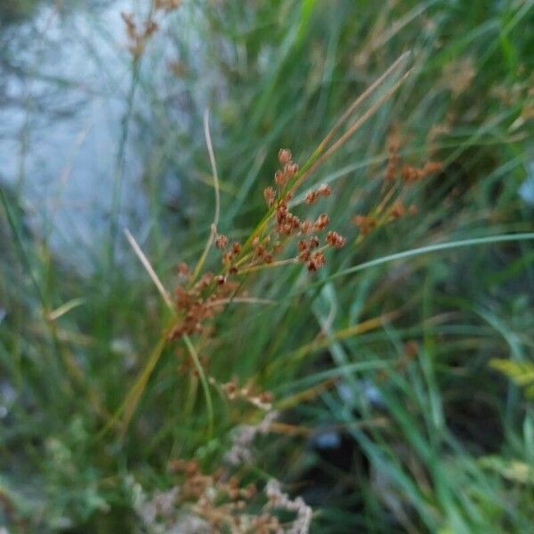 Juncus compressus Fruit