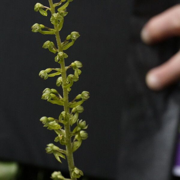 Neottia ovata Flower