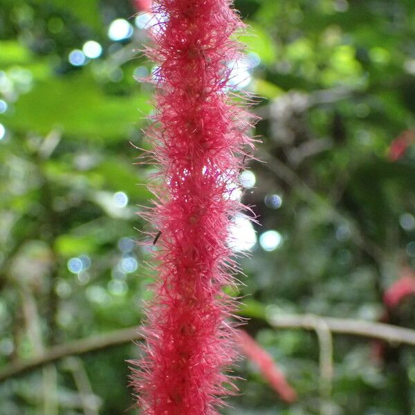 Acalypha hispida Kwiat