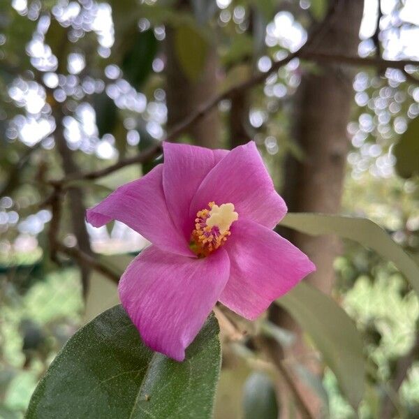 Lagunaria patersonia Flor