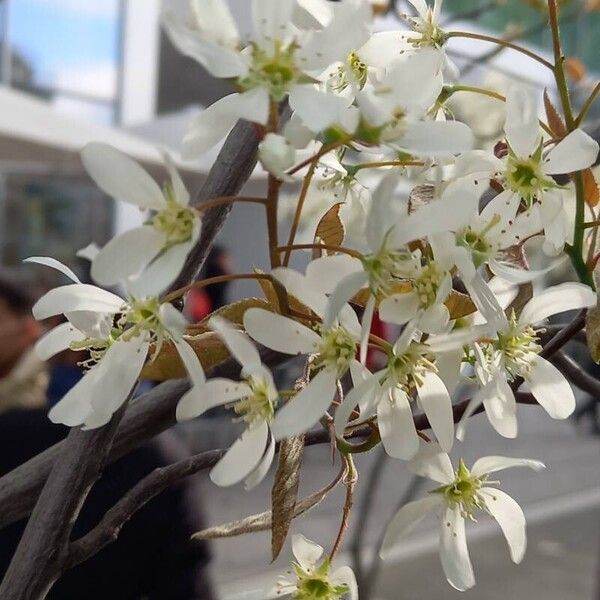 Amelanchier × lamarckii 花