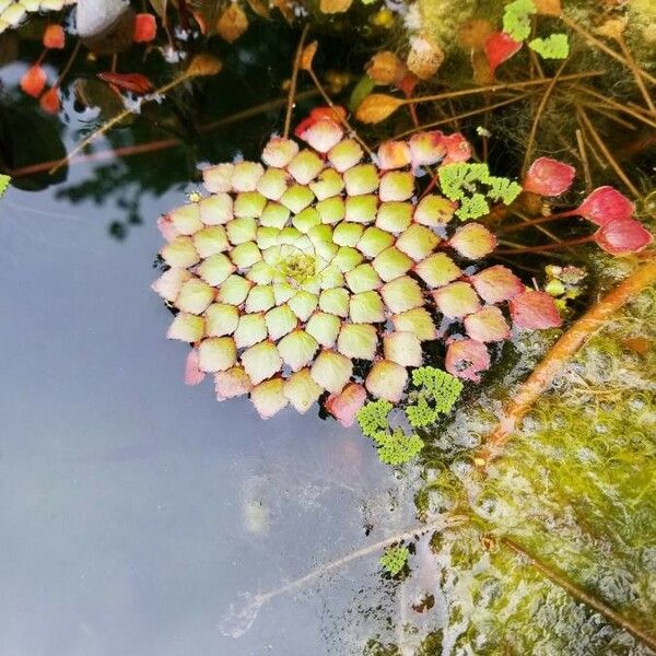 Ludwigia sedoides Leaf