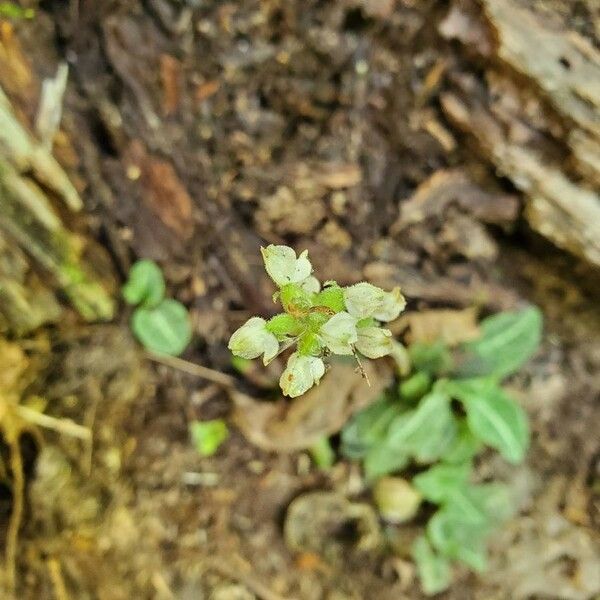 Goodyera tesselata Flower