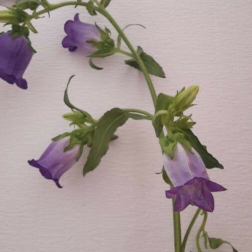 Campanula speciosa Floare