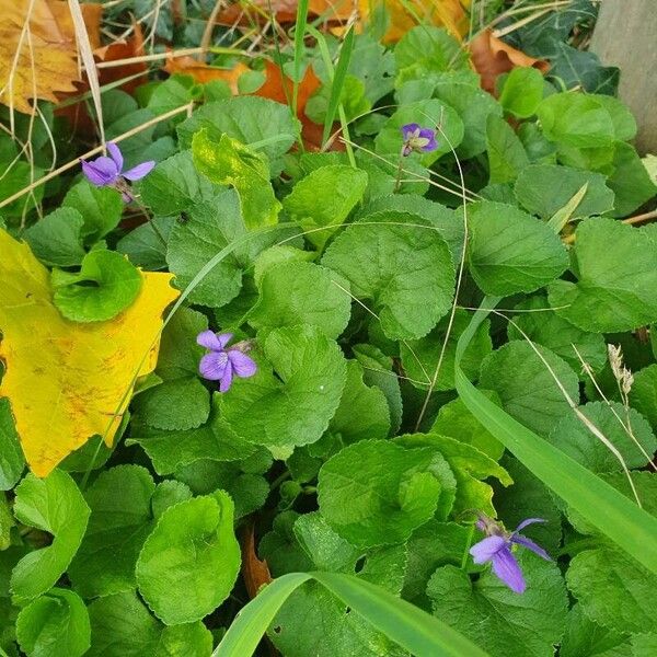 Viola odorata Õis