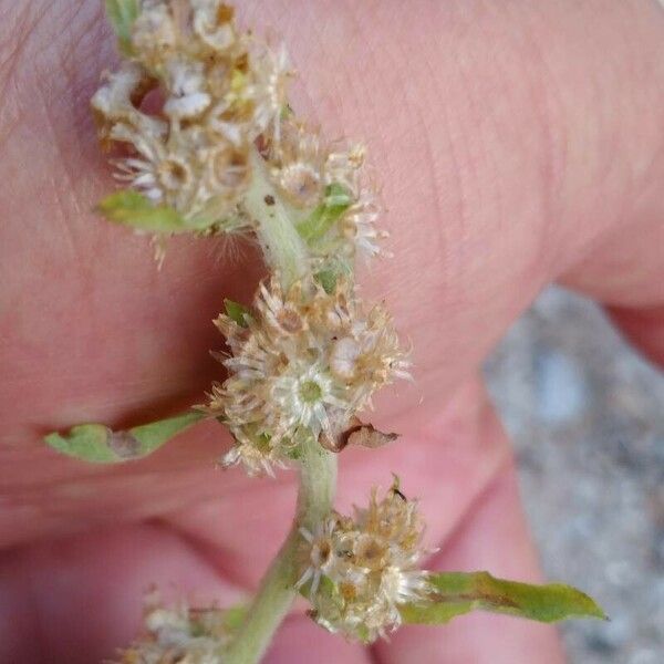 Gamochaeta purpurea Flower